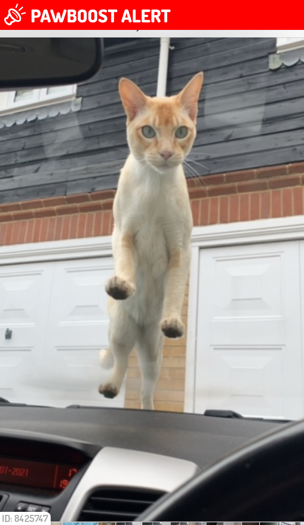 Lost Male Cat last seen Br67ha, Pratt's Bottom, England BR6