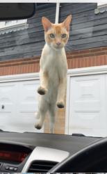 Lost Male Cat last seen Br67ha , Pratt's Bottom, England BR6