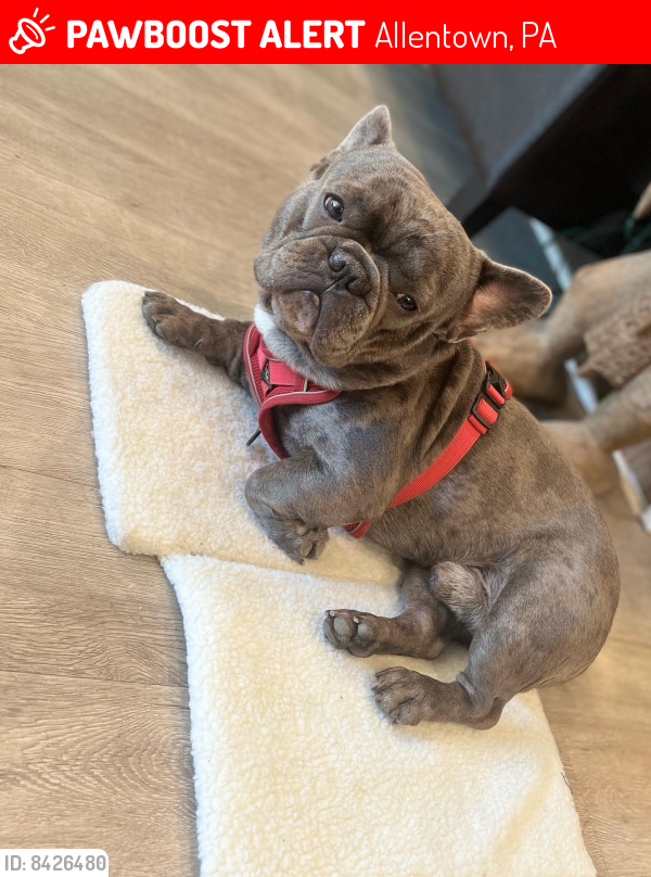 Lost Male Dog last seen S 10th st and Cumberland st, Allentown, pa, 18103, Allentown, PA 18103