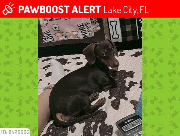 Lost Female Dog last seen Moore road/Lake Jeffrey , Lake City, FL 32055
