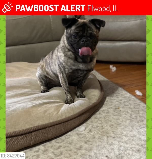 Lost Male Dog last seen S Lincoln St & W South St, Elwood, Will County, Illinois, Elwood, IL 60421