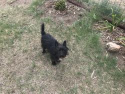 Lost Male Dog last seen Quaker between 19th & 4th, Lubbock, TX 79416
