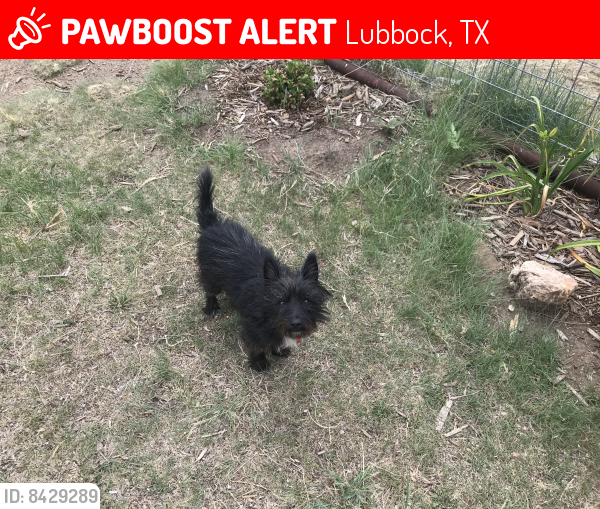 Lost Male Dog last seen Quaker between 19th & 4th, Lubbock, TX 79416
