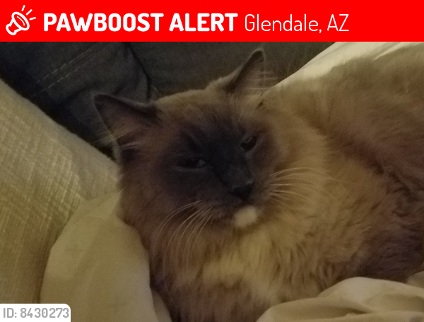 Lost Male Cat last seen Pontiac Dr.  Arrowhead Loop, Glendale, AZ 85308