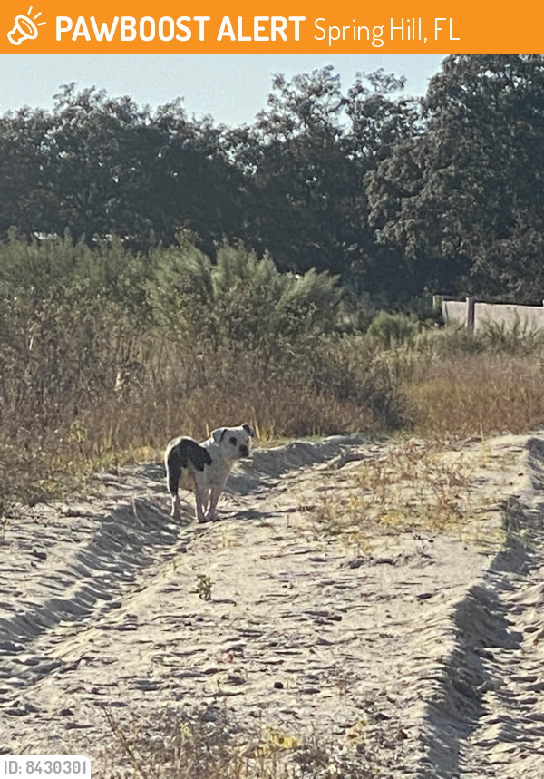 Found/Stray Dog in Spring Hill, FL 34609 (ID 8430301) PawBoost