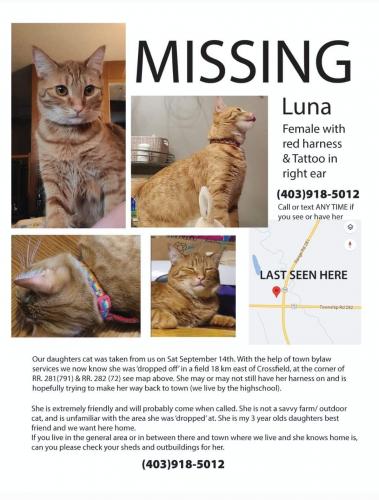 Lost Female Cat last seen Range road 281 and twp 282, Crossfield, AB T0M 0S0