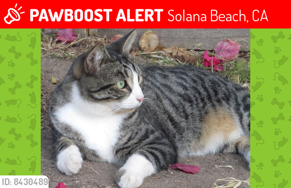 Lost Male Cat last seen N Rios Ave, Solana Beach, CA 92075, Solana Beach, CA 92075