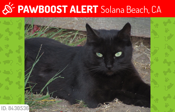 Lost Female Cat last seen N Rios Ave, Solana Beach, CA 92075, Solana Beach, CA 92075