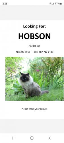 Lost Male Cat last seen Signal hill dr, Calgary, AB 