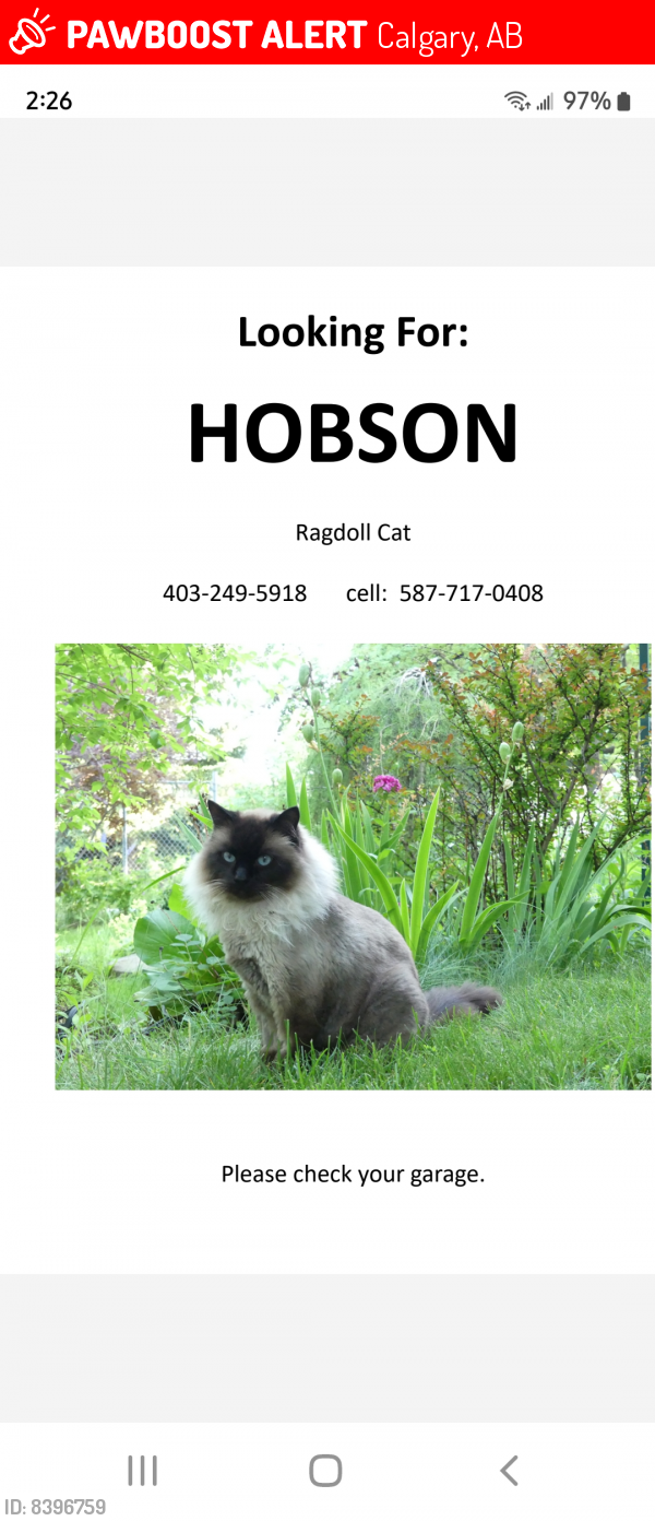 Lost Male Cat last seen Signal hill dr, Calgary, AB 