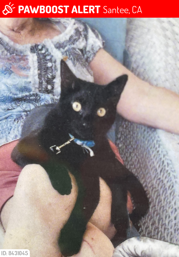 Lost Male Cat last seen Mesa Rd, Santee, CA 92071