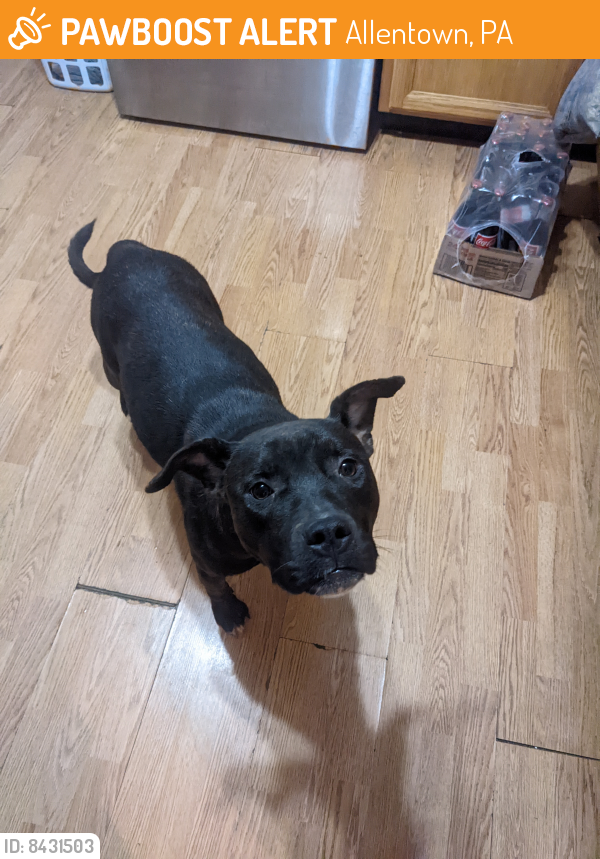 Found/Stray Unknown Dog last seen Near south 15th Street Allentown pa , Allentown, PA 18102