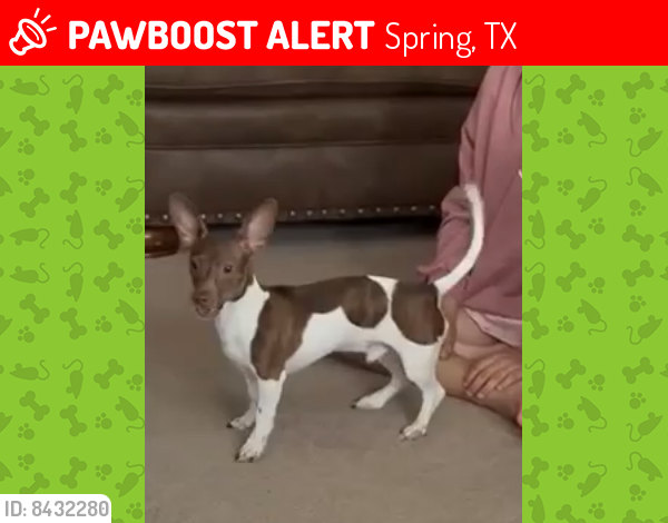 Lost Male Dog last seen SPRING CREEK FOREST SUBDIVISION , Spring, TX 77379