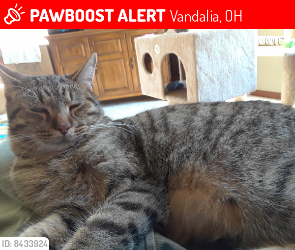 Lost Female Cat last seen Timberwind & stonequarry, Vandalia, OH 45377
