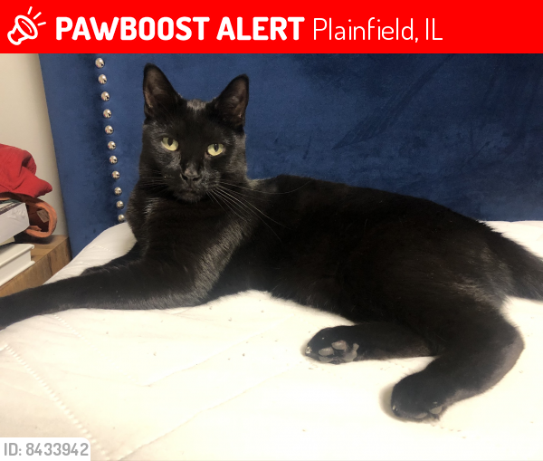 Lost Male Cat last seen Crone Middle School, Plainfield, IL 60585
