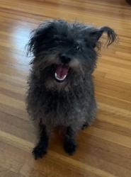 Lost Male Dog last seen Carmax 1000 s flower st. Burbank, ca. 91502, Burbank, CA 91502
