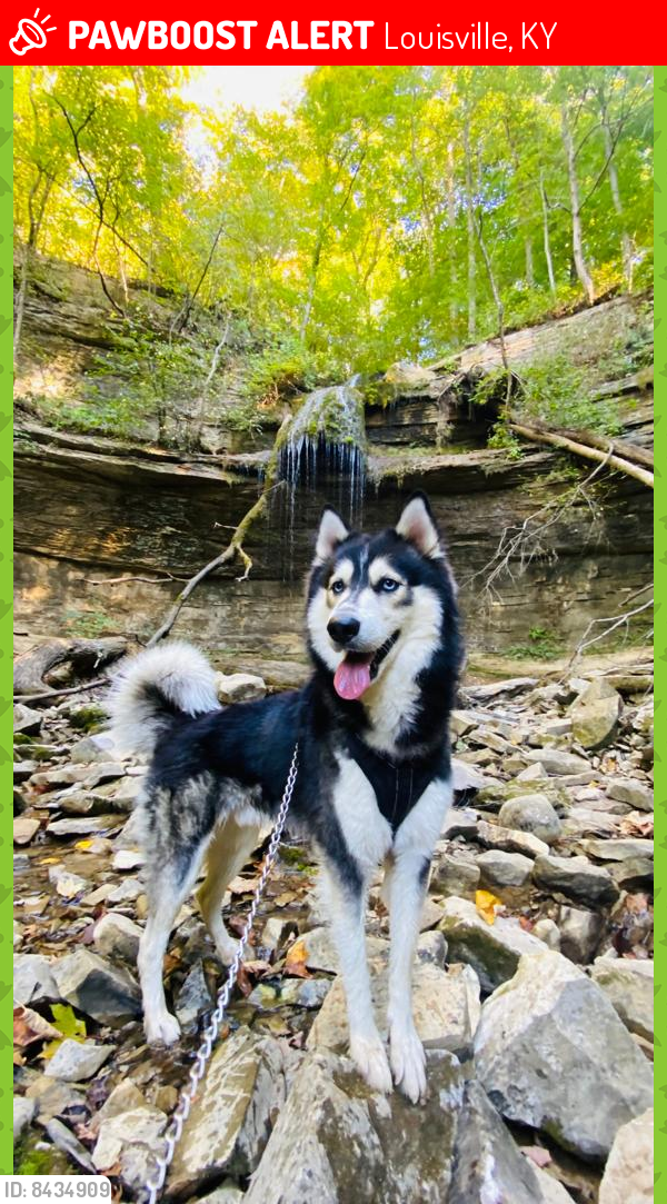 Lost Male Dog last seen Virginia , Louisville, KY 40258
