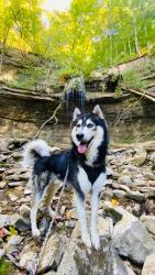Lost Male Dog last seen Virginia , Louisville, KY 40258