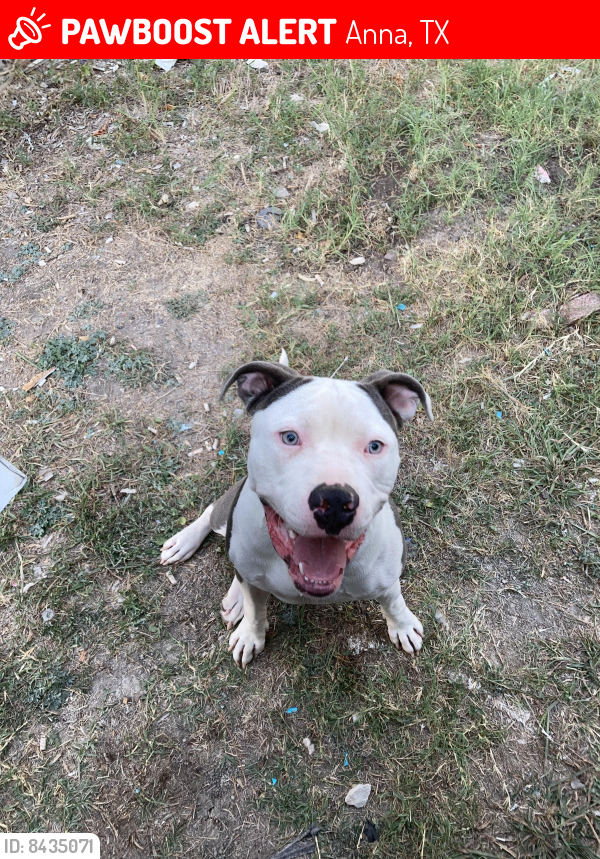 Lost Male Dog in Anna, TX 75409 Named Silver (ID 8435071) PawBoost