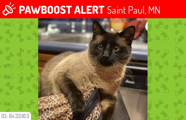 Lost Male Cat last seen Last seen by the Como Park Pavillion, Saint Paul, MN 55117