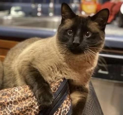 Lost Male Cat last seen Lakeview and Parkview by Como Lake, Saint Paul, MN 55117