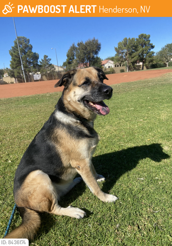 Surrendered Female Dog last seen Atlas peak loop, Red Bark Ln. Rodeo Park, Henderson, NV 89011