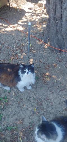 Lost Male Cat last seen SE Valley View Terrace/Westgate Way, Happy Valley, OR 97086