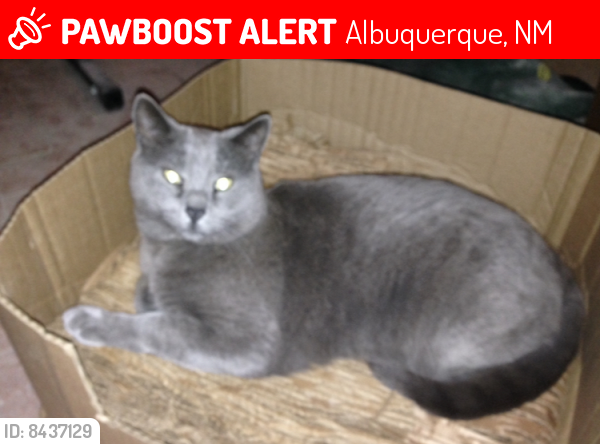 Lost Male Cat last seen Rio Grande Blvd NW at Griegos, Albuquerque, NM 87107