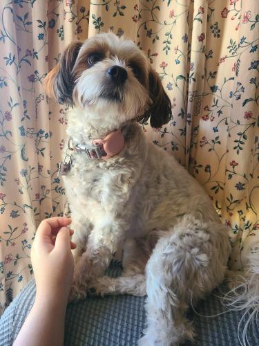 Lost Female Dog last seen Creative Comnections Arts Academy elementary , North Highlands, CA 95660