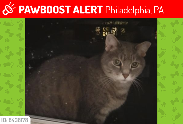 Lost Female Cat last seen N Canterbury Rd , Philadelphia, PA 19114
