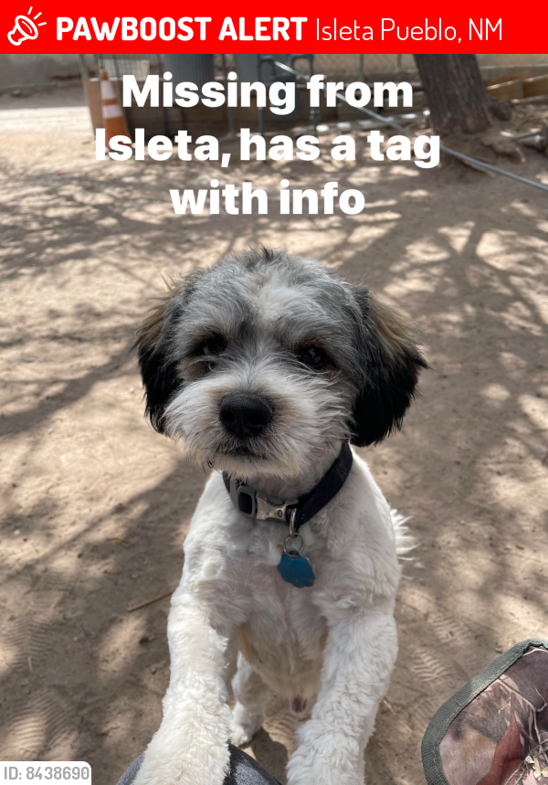 Lost Male Dog last seen Isleta pueblo, Isleta Pueblo, NM 87105