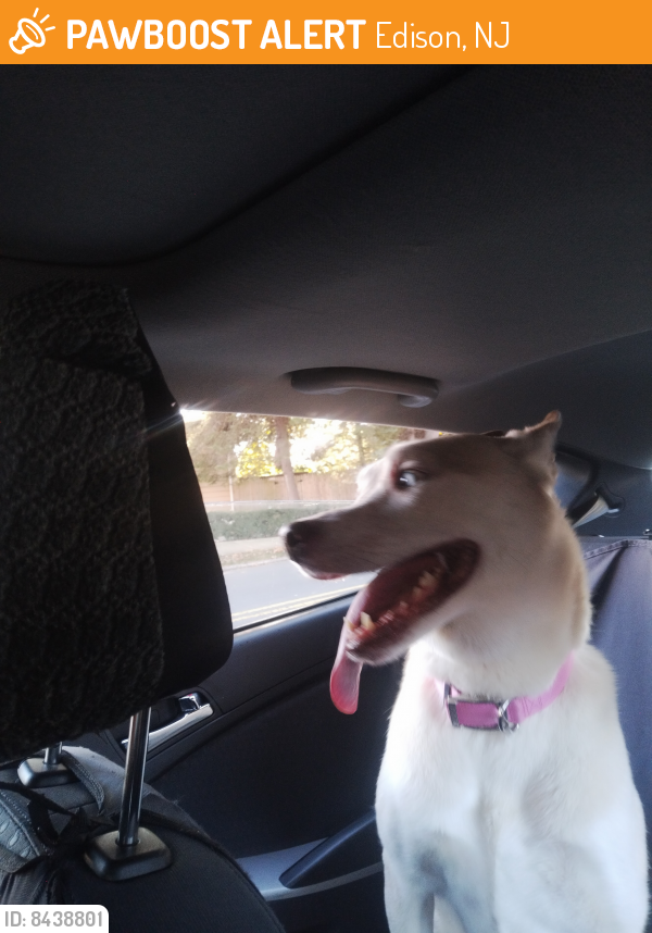 Found/Stray Female Dog last seen Edison Metuch Dog Park parking lot, Edison, NJ 08854