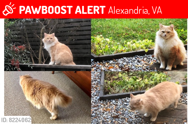 Deceased Male Cat last seen King Street and Ivy Hill Cemetary, Alexandria, VA 22302