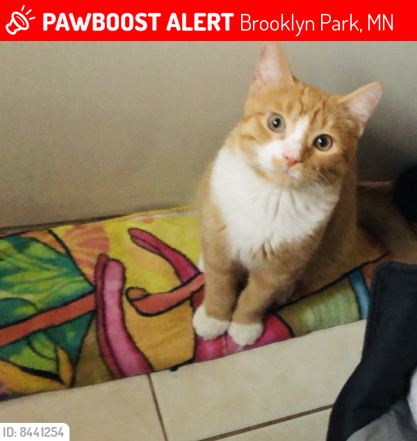 Lost Male Cat last seen Near Hartkopf , Brooklyn Park, MN 55428