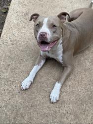 Lost Female Dog last seen Vimy ridge rd and Barth rd, Saline County, AR 72002