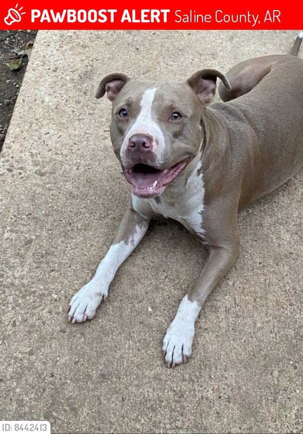 Lost Female Dog last seen Vimy ridge rd and Barth rd, Saline County, AR 72002