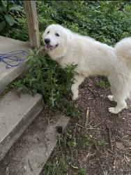 Lost Female Dog last seen Vimy ridge rd and Barth rd, Saline County, AR 72002