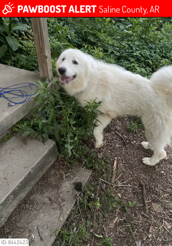 Lost Female Dog last seen Vimy ridge rd and Barth rd, Saline County, AR 72002