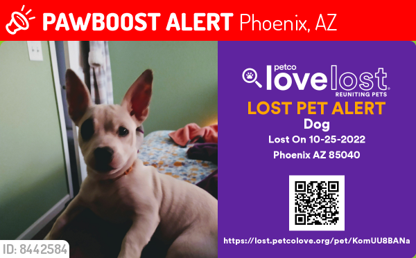 Lost Male Dog last seen 32stmobile ln phx, Phoenix, AZ 85040