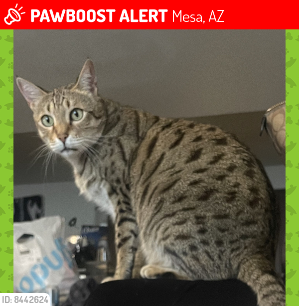 Lost Male Cat last seen Mesa Dr and 1st St , Mesa, AZ 85201