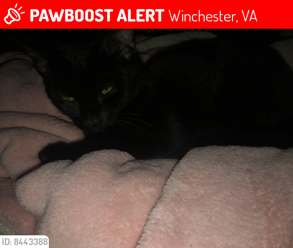 Lost Male Cat last seen Other side Forrest Drive-through the treeline, Winchester, VA 22603