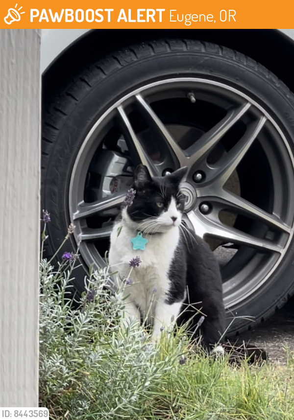 Found/Stray Unknown Cat last seen Orr Ln, Eugene Oregon, 97405, Eugene, OR 97405