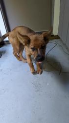 Reunited Female Dog last seen Bell Street, Sacramento, CA 95825