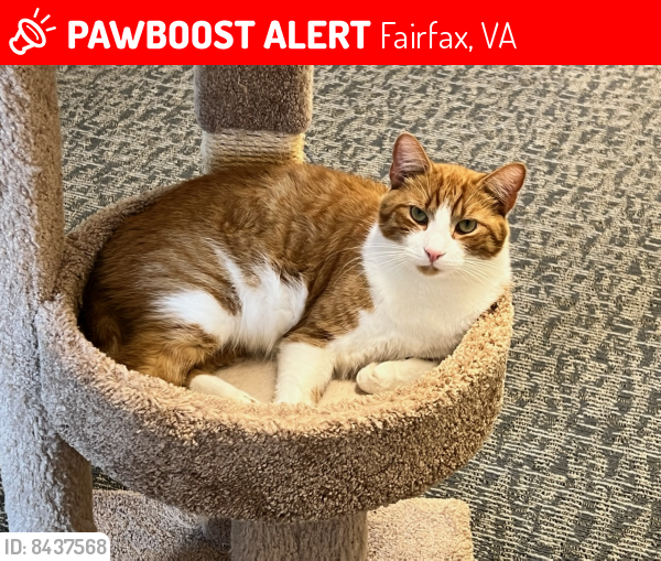Lost Male Cat last seen West Drive and Chain Bridge Road, Fairfax, VA 22030