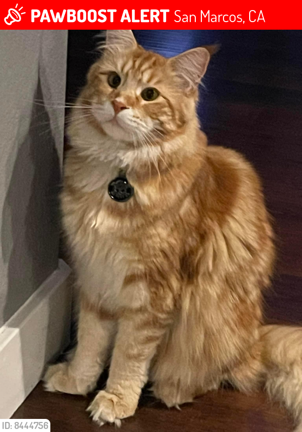 Lost Male Cat last seen Twin oaks golf course driving range ( near the big white pipe on the hill), San Marcos, CA 92069