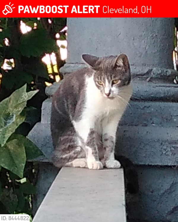 Lost Female Cat last seen Harvard/E 56th St/Ferro, Cleveland, OH 44105