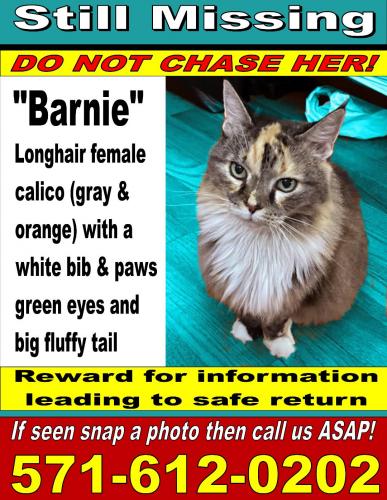 Lost Female Cat last seen Briery River Terrace, Longleaf Lane, Herndon, VA 20170