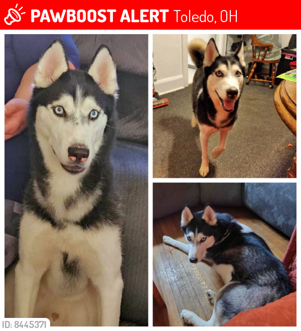 Lost Male Dog last seen Perth and Bancroft, Toledo OH, Toledo, OH 43607