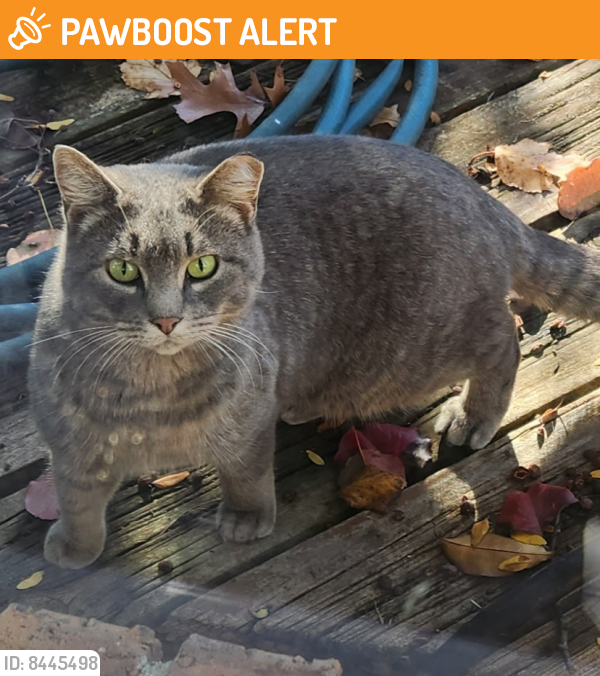 Found/Stray Cat in Independence charter Township, MI 48348 (ID 8445498
