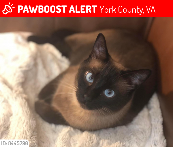 Lost Female Cat last seen Cobia dr, Albacore Dr, and Marlin Circle Yorktown VA, York County, VA 23692